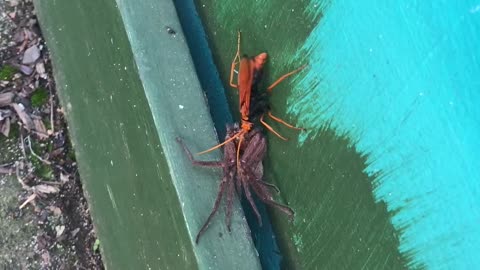 Spider Wasp Dragging a Paralyzed Huntsman