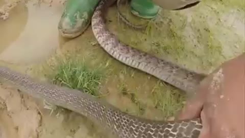 Snake fishing