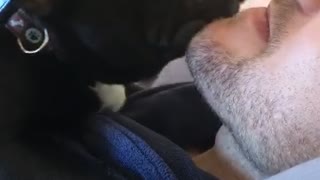 Dog Finds Dad's Beard is Good for Scratches