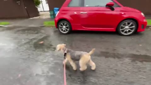 cute puppy enjoying rainy day 1