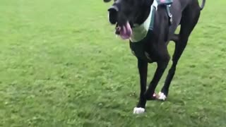 Railey the Dane Slow Motion