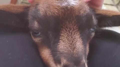 Baby goat gets a massage.