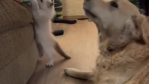 Golden Retriever try to play with kitty 🐈😸😸😸😸