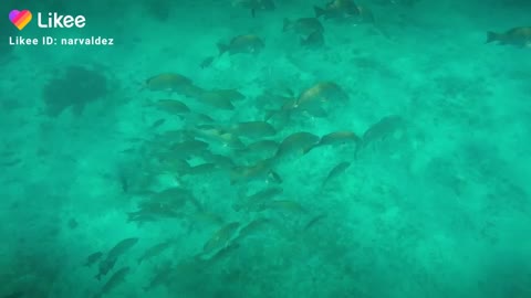 Dog snapper in belize