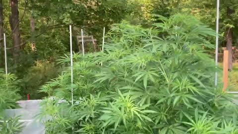 Derekhunterpodcast greenhouse pure Michigan marijuana August 20, 2021 Friday