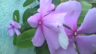 Flores de quaresmeira, que lindas! [Nature & Animals]
