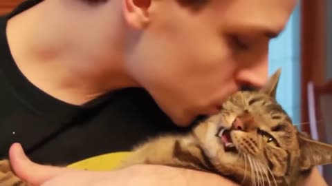 Reaction of cats to kisses