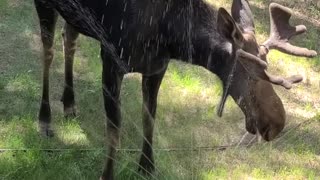 Sprinkler Moose