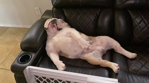 Drowsy Doggy Caught Talking In His Sleep