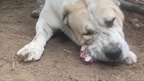 Central Asian Shepherd Dog 🐶 The “Alabai”