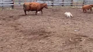 Crazy Cow