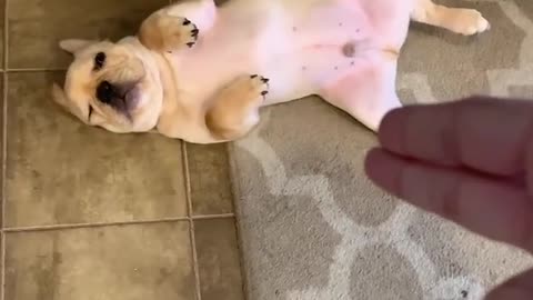 Dramatic puppy plays dead for "bang" trick