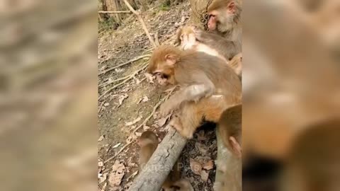 Monkey's Best Funny and Cute Moments Even | Funny Compilation Monkey Video | Cutest Pets