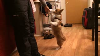 Dog shows off remarkable balancing skills