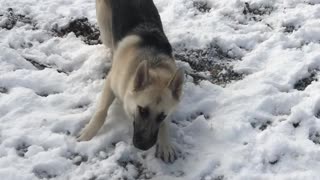 Bandits first snow