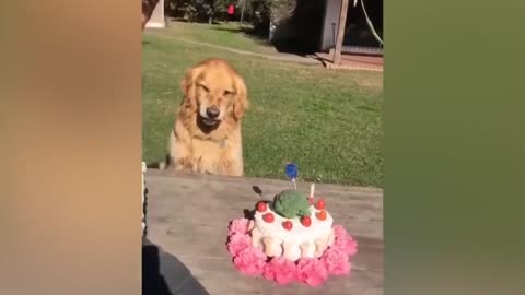 Dogs reaction to cutting cake // Funny