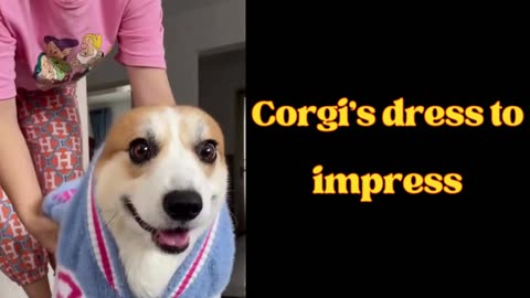 This corgi's dress to impress is too cute not to share