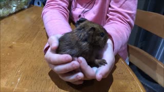 Three Chocolate Baby Guinea Pigs