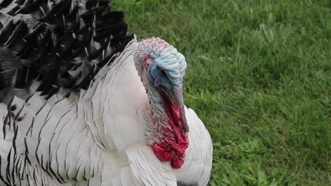 Is there such a thing as a Beautiful Turkey????