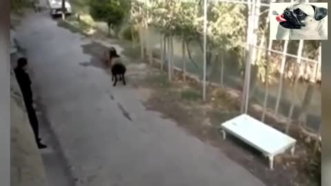 sheep attacking people funny reaction