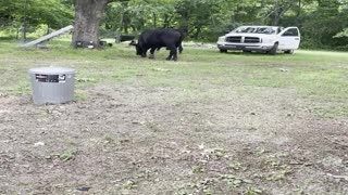 Angry Bull Runs Rampant in Front Yard