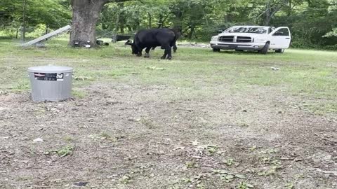 Angry Bull Runs Rampant in Front Yard