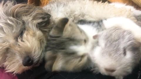 Poodle, Cat and Gerbil Nap Together