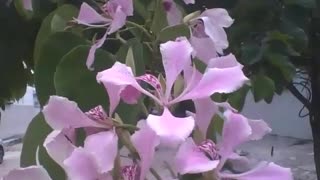 Beautiful pink flowers with little red stripes, a natural beauty [Nature & Animals]