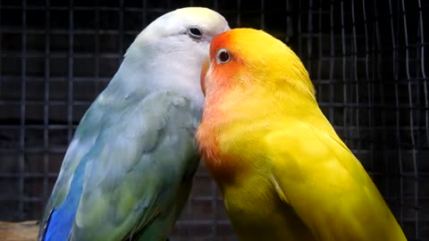 Lovebird pair of parrots pruning and loving each other