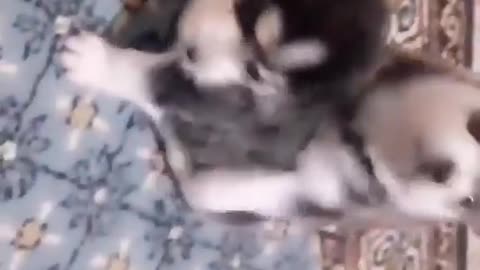Baby dogs playing with each other