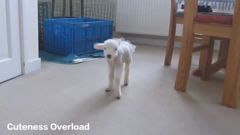 Cute baby lamb (baby sheep) playing - CUTENESS OVERLOAD