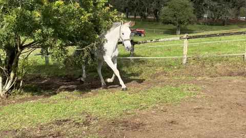 Horse Pretends Slip Didn't Happen