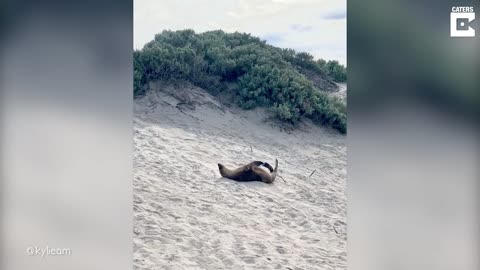 Playful Seal Rolls Down Sand Dune