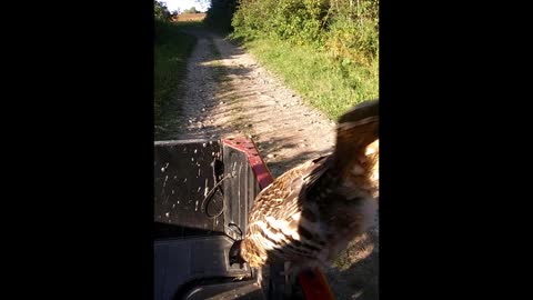 Ruffed Grouse