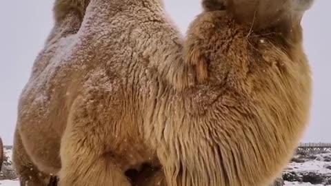 The camels in the snow show a kind of sadness