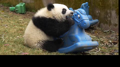 Adorable Baby Pandas Playing With A Rocking Horse | Adorable Animals
