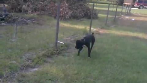Dog urinate on electric fence