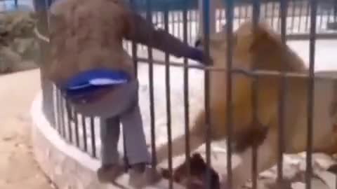 It happened to the young man who put his hand in the lion's mouth