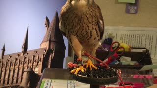 Feeding a Hawk in Japan
