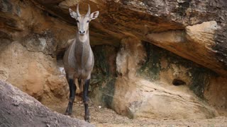 Common Eland animal life in the wild