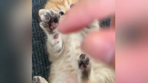 Just a Little Ginger Kitty Cuteness