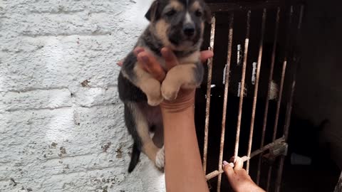 see puppy trembling with fear