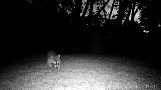 Raccoon Hunting Brood X