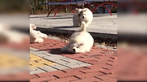 funny baby dog dancing