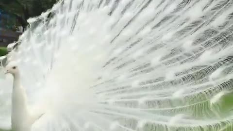 Beautiful White peacock 🦚🦚The Backside of a Magnificent white Peacock's Mating Display