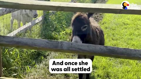 Donkey Loses The Love Of His Life — Then Finds Someone Special | The Dodo