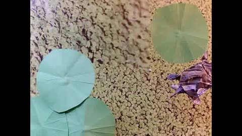 Origami Turtle Stop Motion.