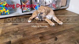 Olde English Bulldogge Male and Female