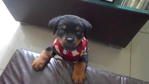 Growling Rottweiler Puppy