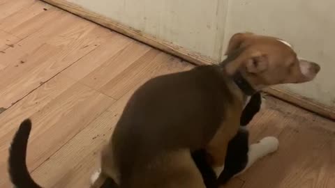Female beagle humps male cat (fail)